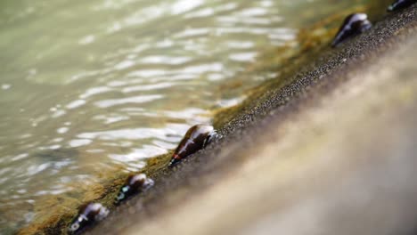 slow motion video of river snails on the river wall