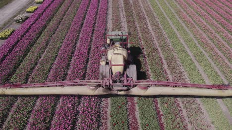 Tractor-with-irrigation-system-spraying-over-dutch-tulips,-aerial