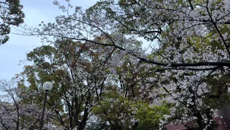 walking pov ookagawa promenade japan along river, cherry blossoms sakura trees