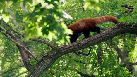 red panda - ailurus fulgens walking and climbing on an acacia tree trunk in the forest - tracking profile view