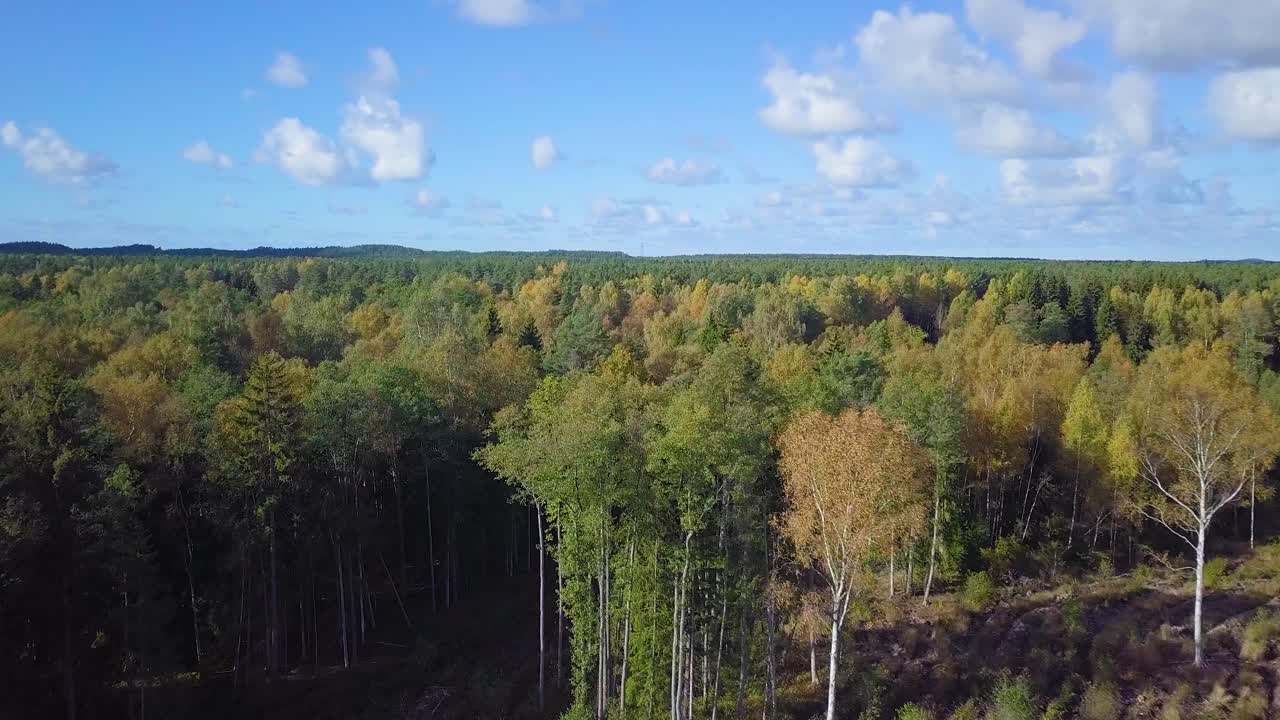 숲의 초가을, 공중 평면도, 혼합 숲, 녹색 침엽수, 노란 잎이 있는 낙엽수, 가을 색 시골 삼림 지대, 북유럽 숲 풍경, 광각 설정 샷