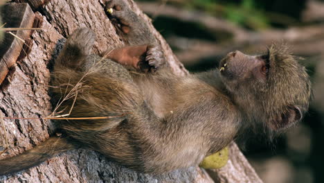 Vertikale-Ansicht-Eines-Jungen-Pavians,-Der-Auf-Dem-Baumstamm-Im-Wald-Sitzt