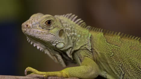 zooming in on the face of a scaly iguana lying on a piece of wood