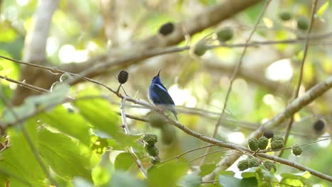 Small-blue-bird-with-a-long-beak-and-orange-legs-looking-around-on-a-slowly-moving-branch-with-fruits-in-the-jungle-of-Panama