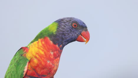 loro vibrante moviéndose y mirando a su alrededor