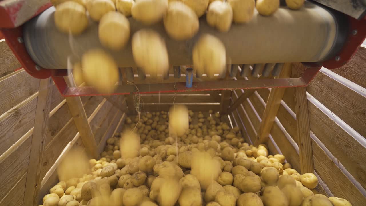 proceso de almacenamiento de patatas. patatas vertidas desde la cinta transportadora en cajas de madera.
