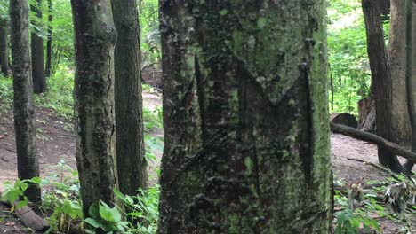 m tallado en corteza de árbol