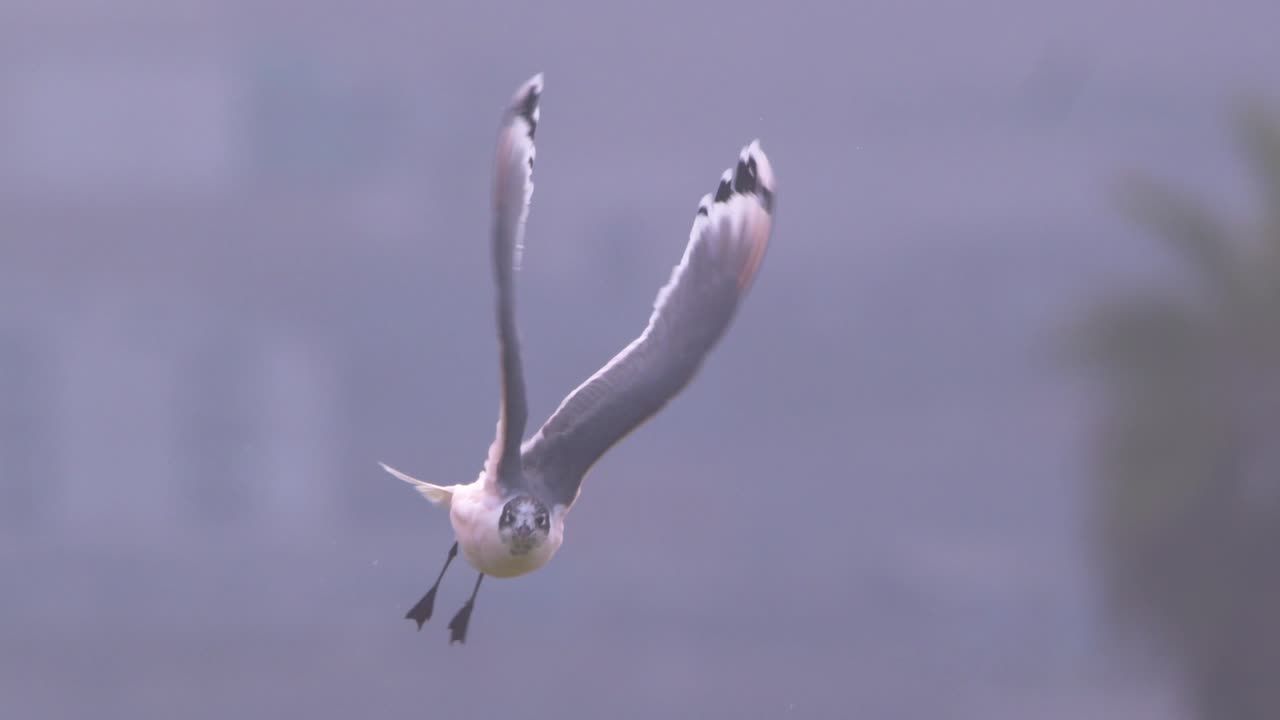 Franklin's gull shaking midair and looking toward camera in close view, Pantanos de Villa, Peru