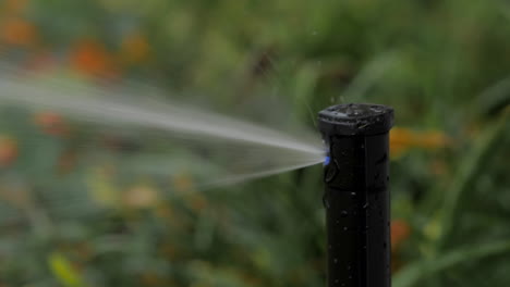 Close-up-of-Rainbird-5000-Rotor-Gear-Drive-Rotating-Watering-Lawn-and-Flower-Bed