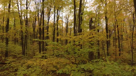 Gelbe-Blätter-Fallen-Im-Frühherbst-Von-Einem-Ast-Herunter