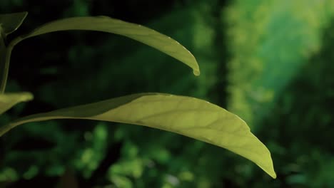 自然雨水循環的滴滴路徑從一片葉子移動到另一片葉子,近距離拍攝,速度慢