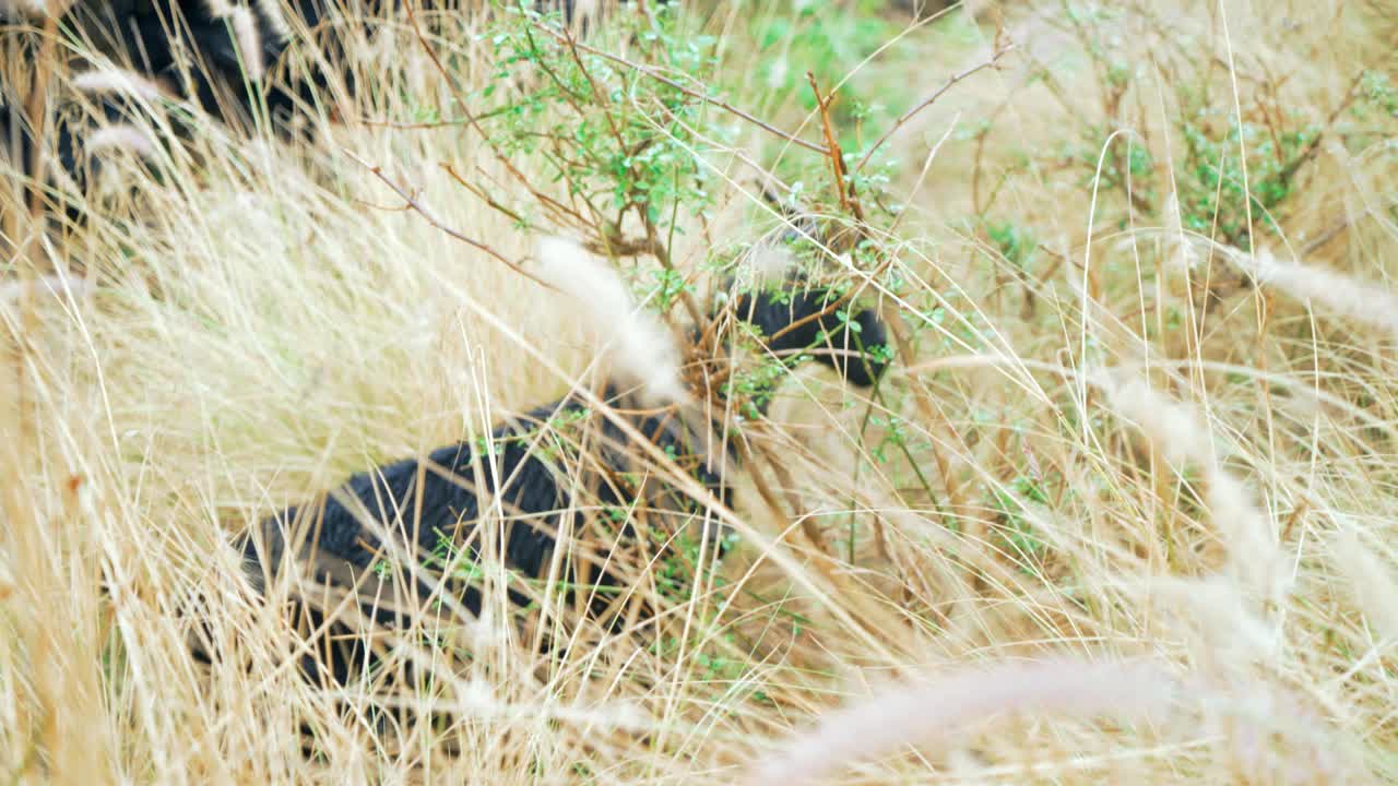 풀 에서 양털 을 잡고 있는 염소