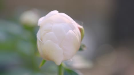 Extreme-Nahaufnahme-Von-Weißem-Mohn