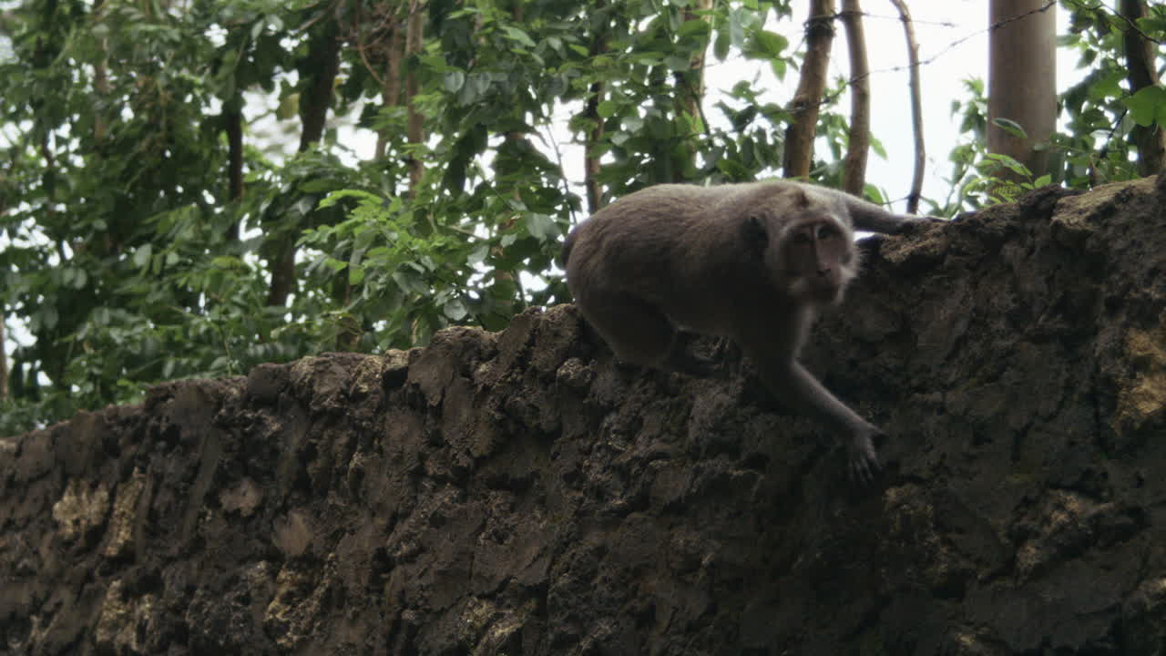 Monkey resting on leafy tree branch in tropical Indonesian forest