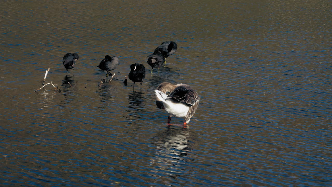 Duck and Red-knobbed Coot standing on the water