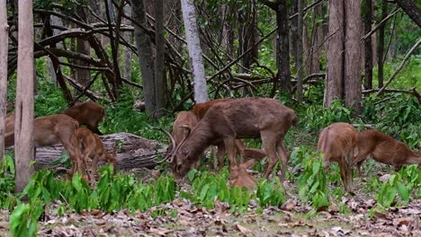 Der-Eldhirsch-Ist-Aufgrund-Von-Lebensraumverlust-Und-Jagd-Eine-Vom-Aussterben-Bedrohte-Art