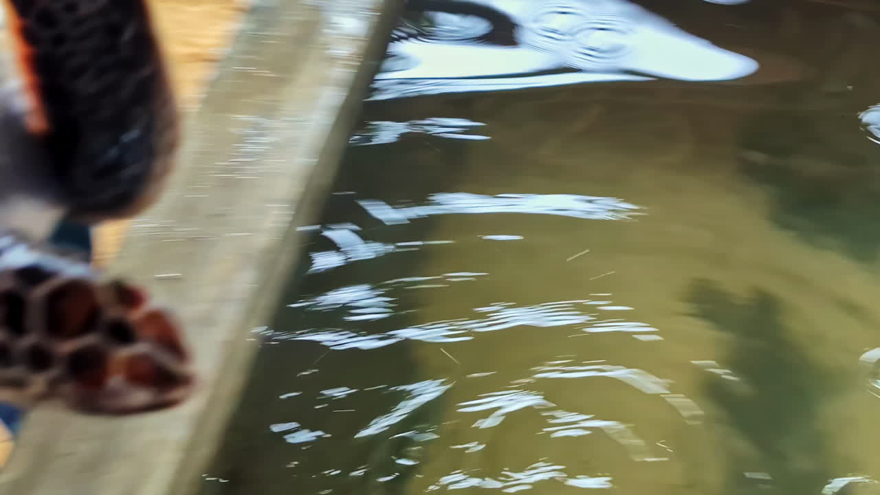 Close up shot of a person's hands gently picking up a small baby sea turtle from a water tank at a conservation hatchery in Koggala Sri Lanka