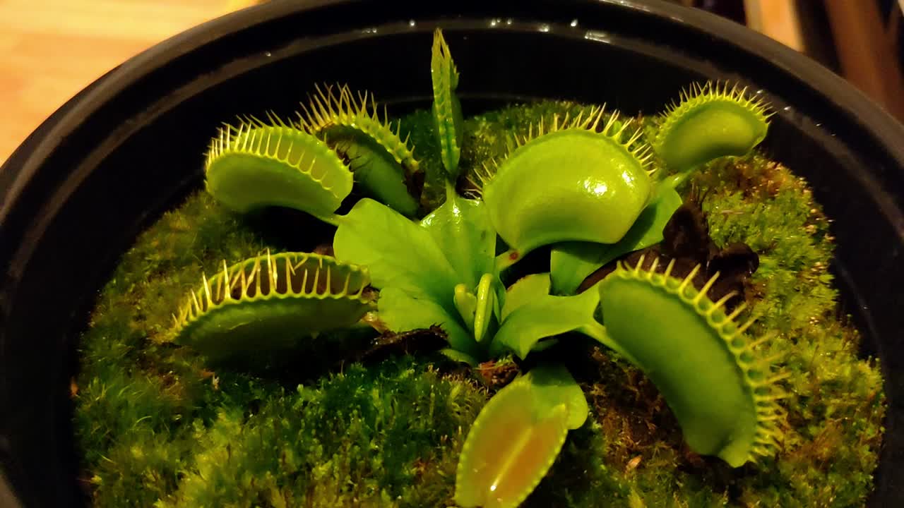 la planta carnívora venus atrapamoscas con grandes trampas está en una olla mediana en el interior