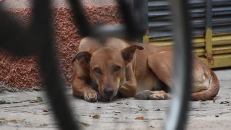 Roter-Hund-Wartet-Auf-Sein-Haus