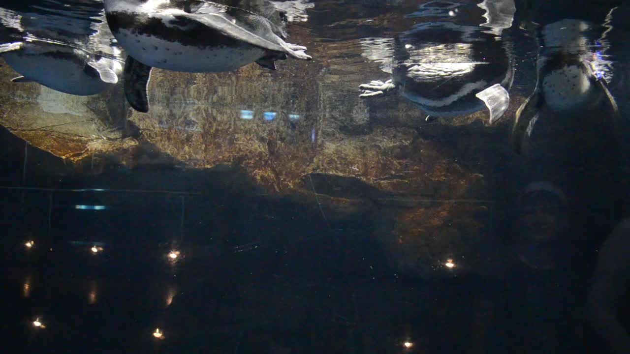 country Spain - Barcelona Aquarium