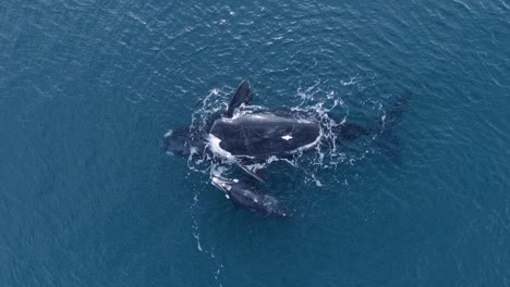 ballena franca austral madre y cría flotando tranquilamente y tomando el sol en la superficie del océano azul en la patagonia, argentina