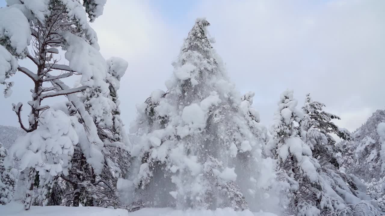 cámara lenta ángulo bajo hermosa nevada de abeto, bosque congelado - noruega