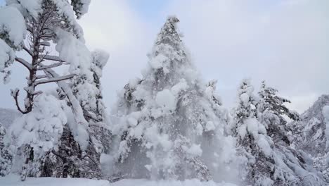 Slow-motion-Low-angle-beautiful-Snowfall-from-Spruce-tree,-Frozen-forest---Norway