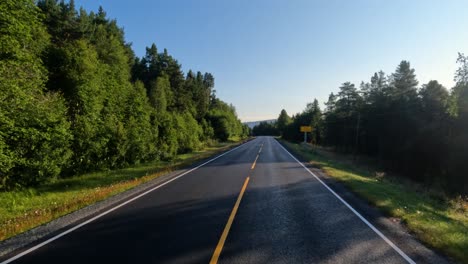 forest road in daylight