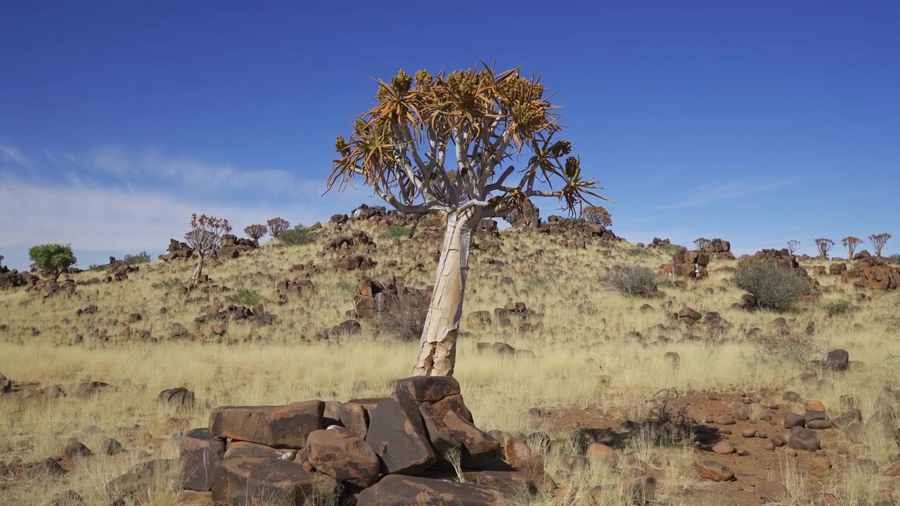 Nuoliviinipuu Nuoliviinipuumetsässä, Keetmanshoopissa, Namibiassa. Lisää nuoliviinipuita näkyvissä taustalla. Kirkas sininen taivas, aurinkoinen päivä. Namibian luontoa.