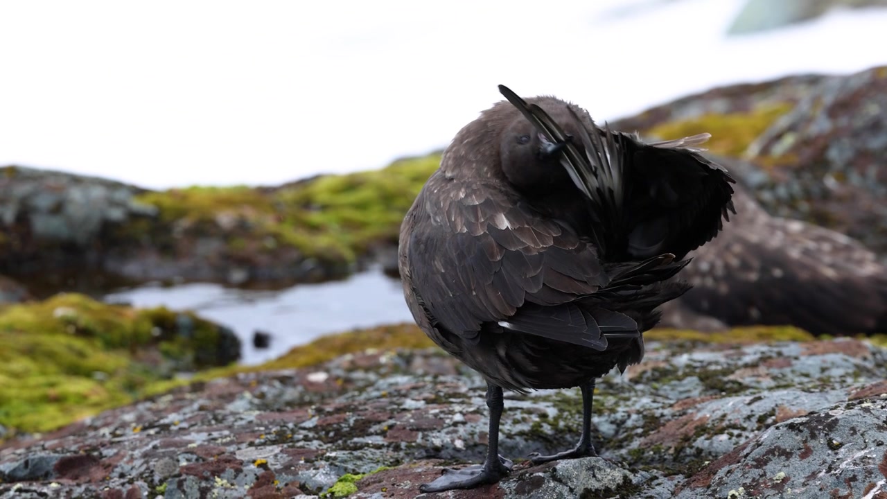 Brun skua står på mosbegroede antarktiske klipper nær et redeområde, viser mørke fjer og barsk polarkysthabitat.