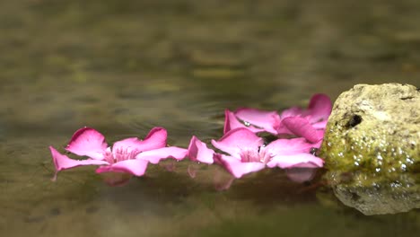 pink flowers floating on water