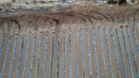 volando sobre un gran campo de plantas bajo pequeños invernaderos protectores de plástico, campo desértico, tiro de drones inclinado hacia abajo sobre el campo