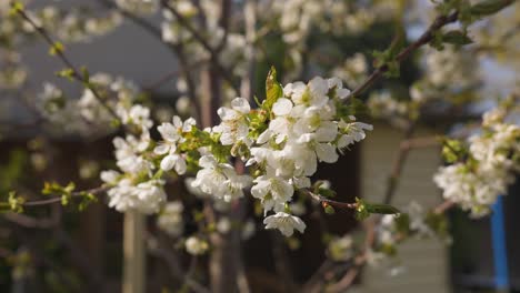 Schöne-Kirschblüten-Auf-Einem-Kirschbaum-Geöffnet-Und-Einige-Bienen-Fliegen-Herum