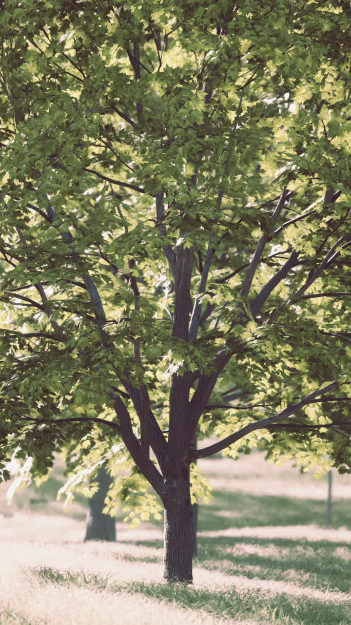 A tall green tree with lush leaves stands in a field of grass