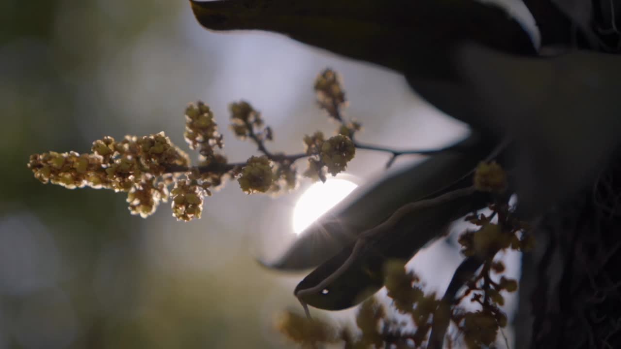 정글의 심장부에 있는 활기찬 노란색 식물, 빛나는 태양에 맞춰 아름다운 실루 ⁇ 으로, 자연 세계의 경이로움을 보여줍니다.