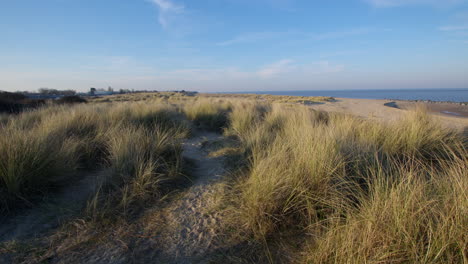 wide shots looking north of the sand dunes and marram grass at caister on sea
