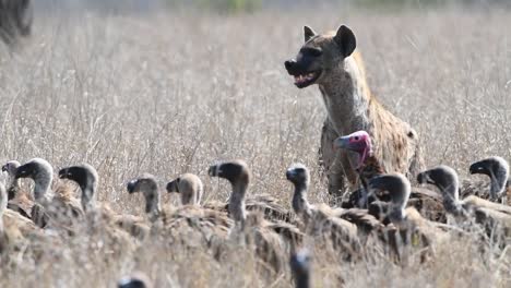 Wide-shot-of-a-spotted-hyena-standing-in-the-long-dry-grass-with-lots-of-vultures-in-front-of-it-and-a-black-backed-jackal-passing-by,-Kruger-National-Park