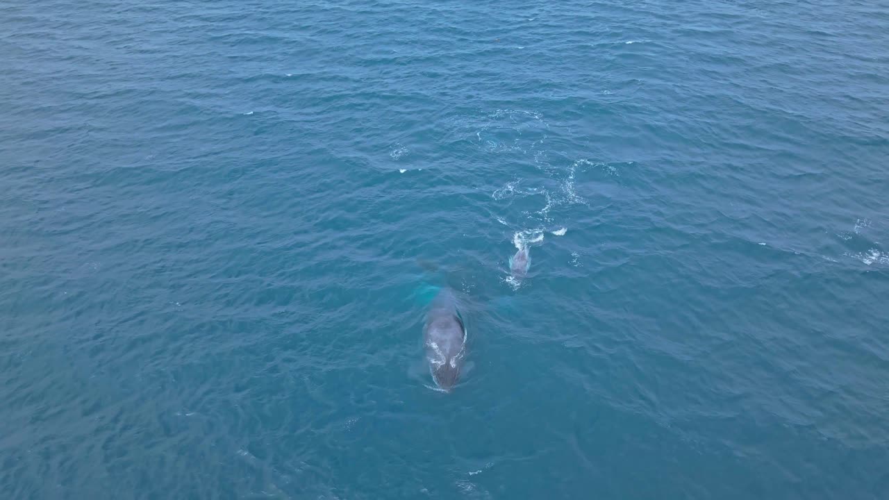 Mother and calf whales swim in blue ocean, bonding in Ecuador
