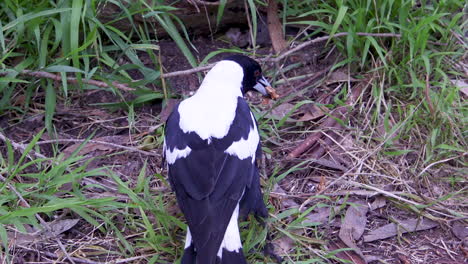 Ein-Australischer-Elstervogel-Und-Eine-Ratte,-Die-Gemeinsam-Nach-Nahrung-Suchen