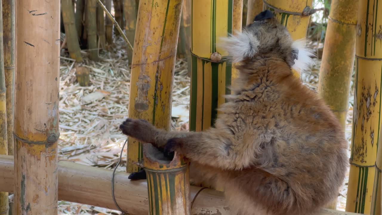 Un lemure macaco femmina (Eulemur macaco) si gratta. Parco dei lemuri, Madagascar