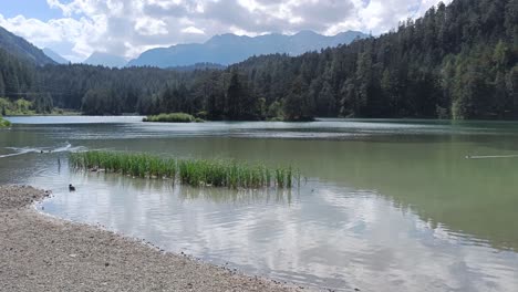 ducks in lake in the mountains in austria tirol weißensee