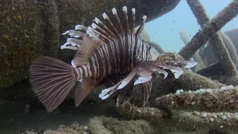 lionfish at junkyard 8