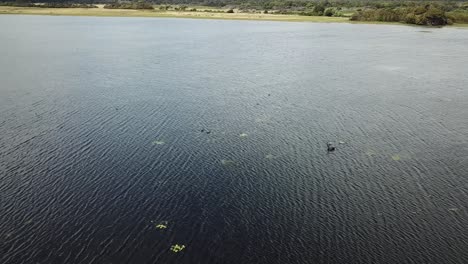 antena de drones sobre el lago y reserva con cisne negro y pájaros en el agua
