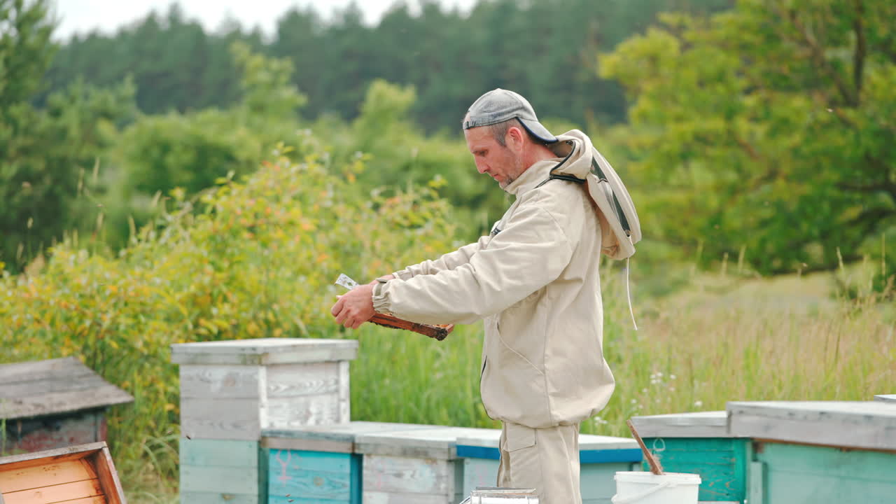 Experienced adult apiarist holds a frame and looks at it intently. Beekeeper examining his harvest thoroughly. Nature in blur at backdrop.