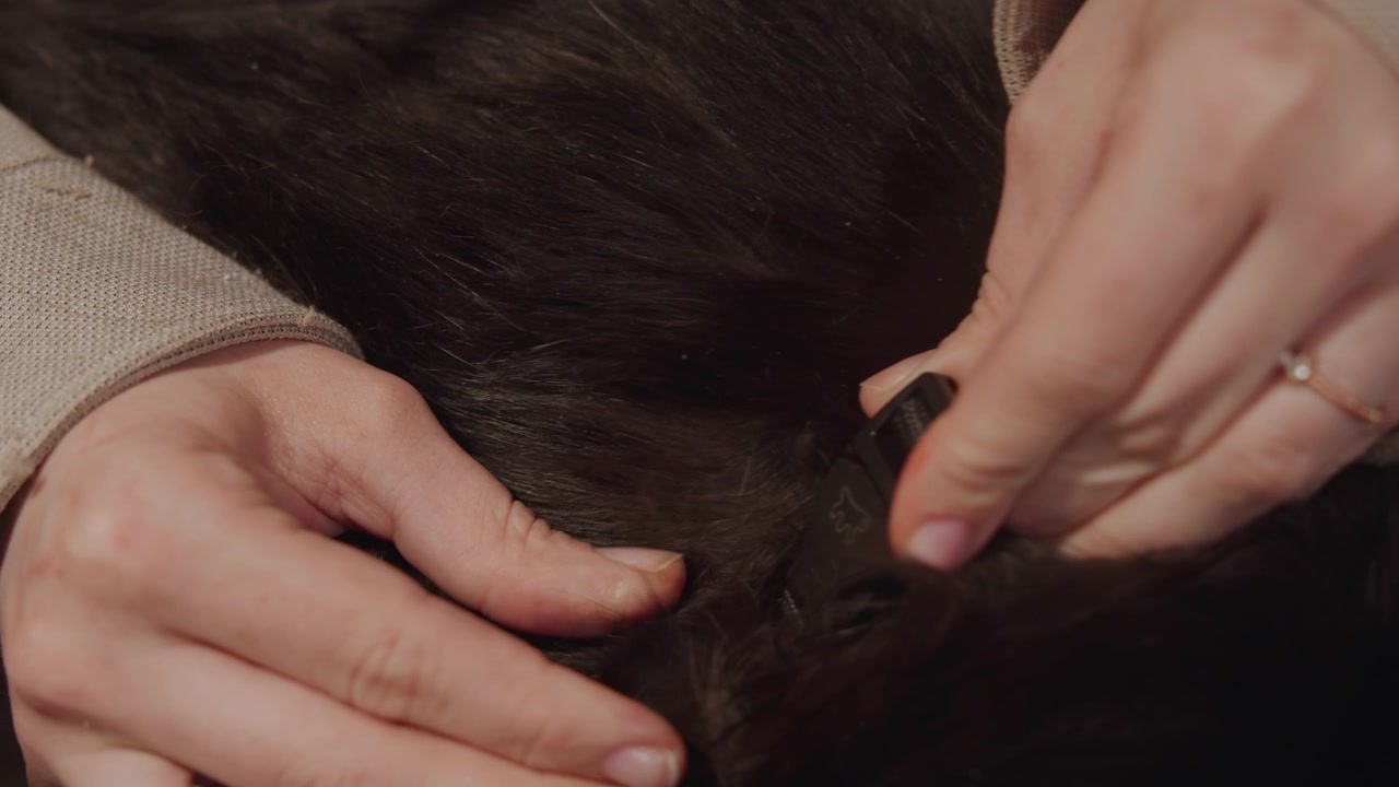 Close up of hands using grooming tool on cat dark fur. Hands hold and part hair while combing through thick coat revealing texture details. Soft lighting highlights interaction