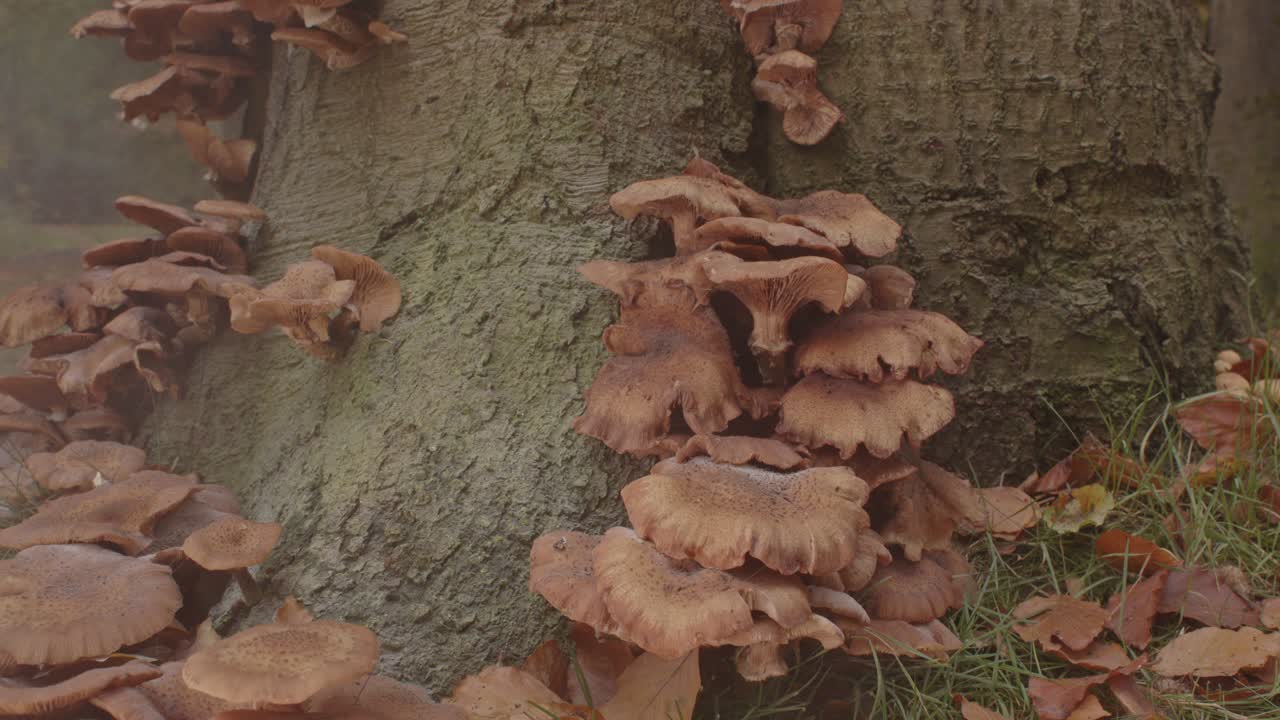 hermosa colonia de hongos de miel en la base del árbol con un poco de niebla en primer plano