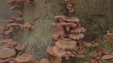 beautiful colony honey fungus mushroom at base of tree with a little bit of mist in the foreground