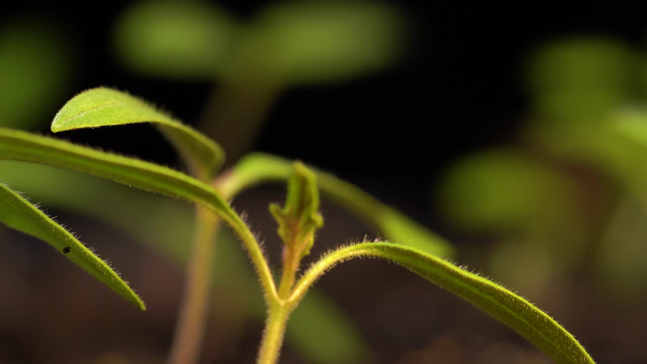 los tomates comenzaron en el interior para extender la temporada de crecimiento