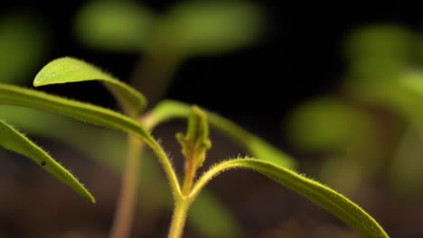 los tomates comenzaron en el interior para extender la temporada de crecimiento