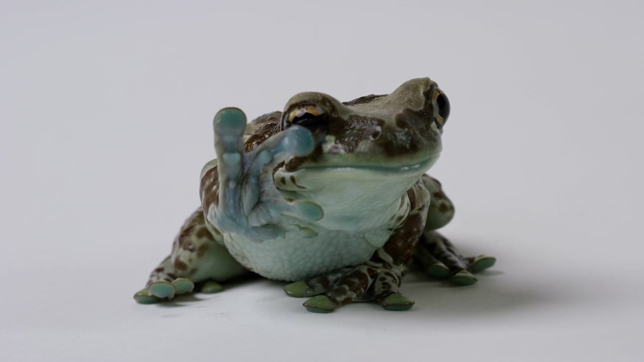 Milky tree frog gets comfortable moving around - isolated on white background